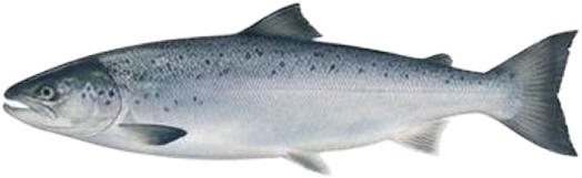 Salmon at the Smolt stage