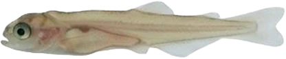 Salmon at the Start Feeding stage