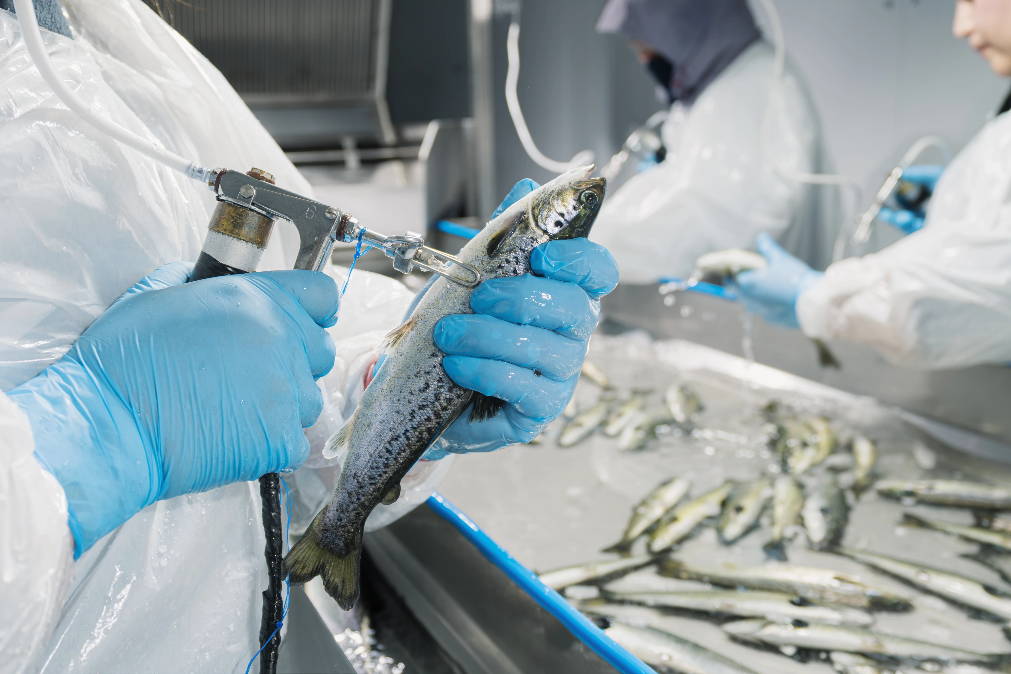 Fish handling