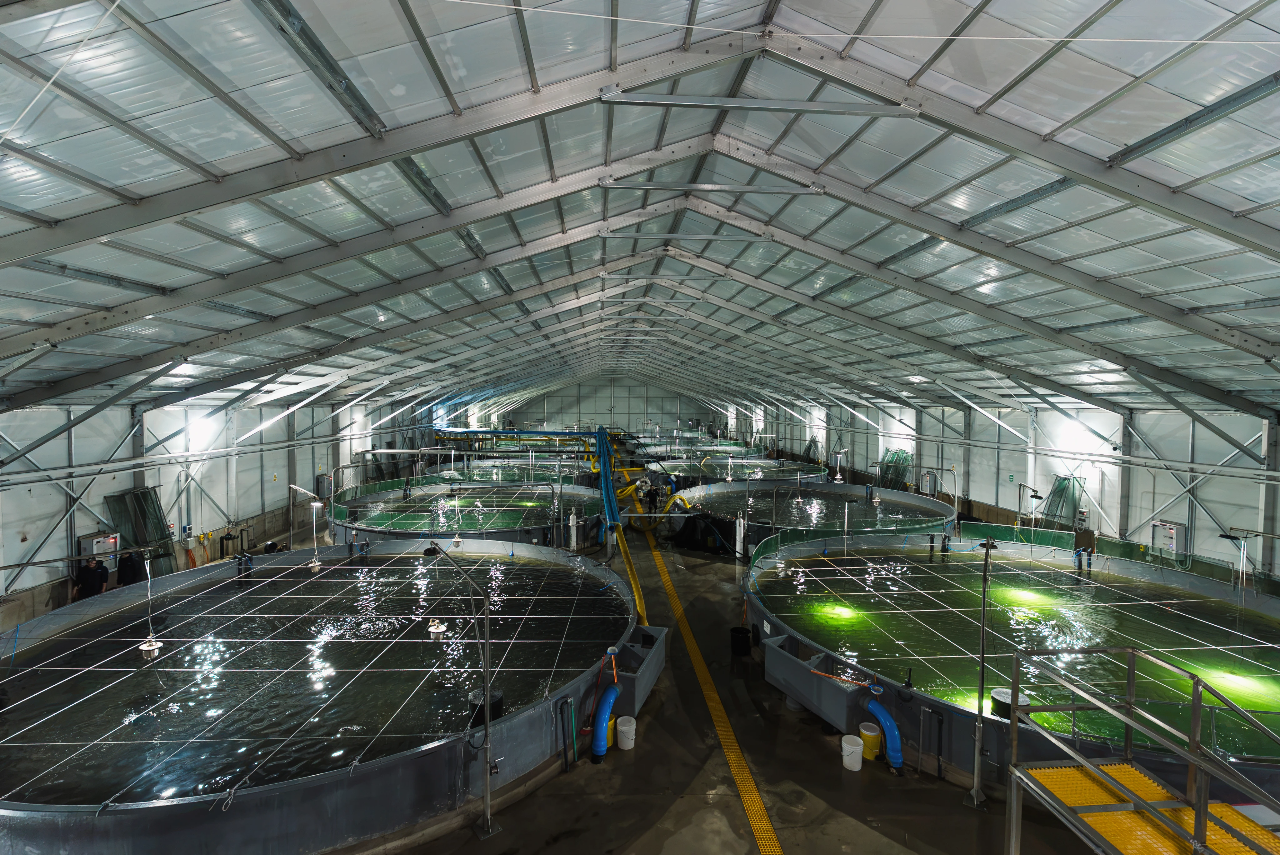 Interior de un centro de cultivo RAS con estanques circulares