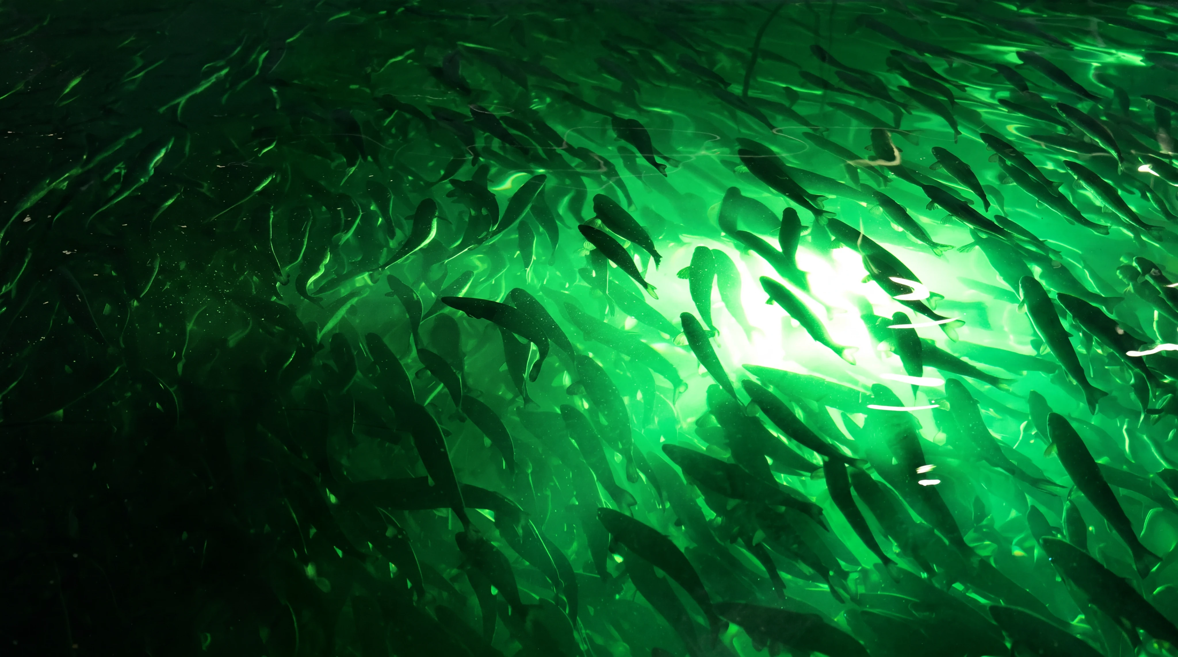 A school of salmon at a farming site