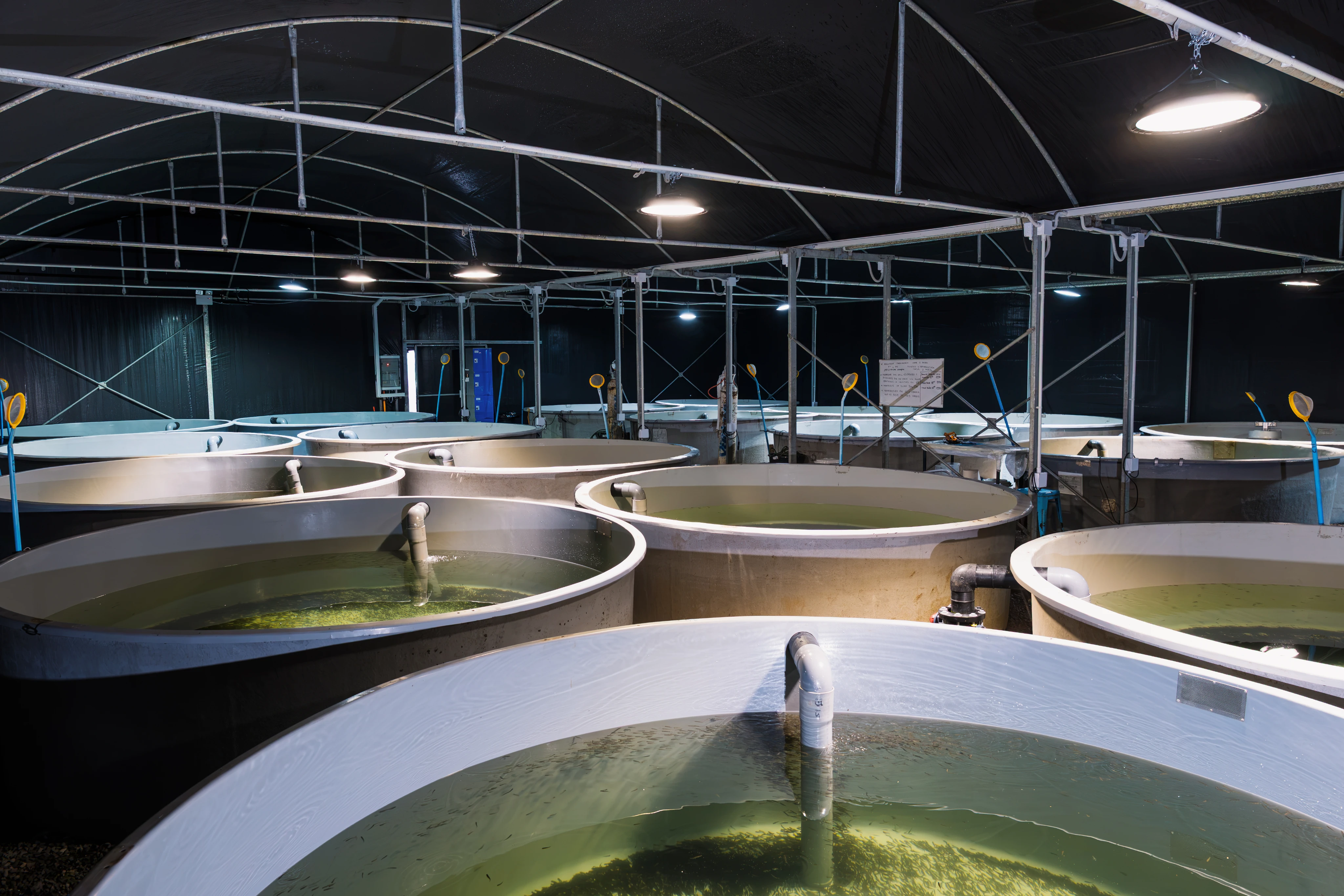 Lleuque hatchery