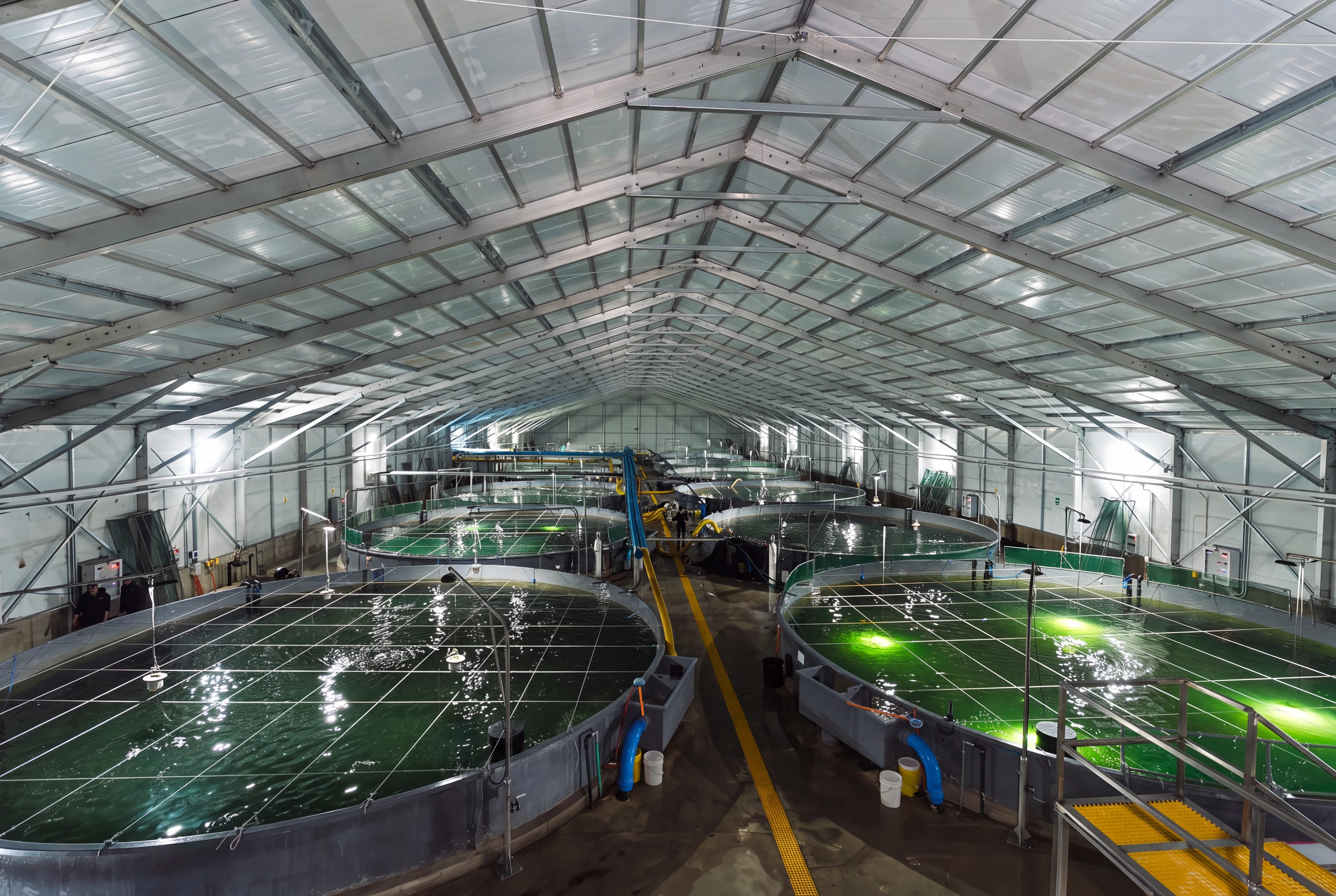 Tanks at Quillaico RAS