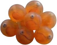 Salmon at the Hatchery stage