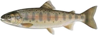 Salmon at the Fry stage